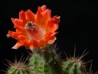 Thumbnail of 1310_Echinocereus salm-dyckianus_20150517(1).JPG